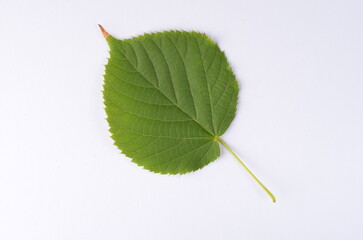 Fototapeta premium Real green leaf from a tree close-up on a white background, detail, veins, nature of France