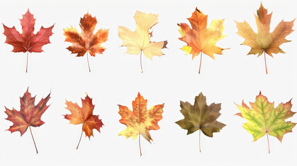 Fototapeta premium autumn maple leaves background isolated