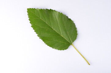 Fototapeta premium Real green leaf from a tree close-up on a white background, detail, veins, nature of France