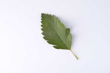 Real green leaf from a tree close-up on a white background, detail, veins, nature of France