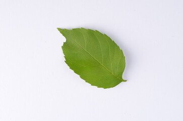 Real green leaf from a tree close-up on a white background, detail, veins, nature of France