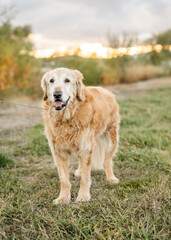 Senior golden retriever with unique underbite, happily standing on leash outdoors at sunset