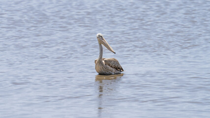 pelican on the water