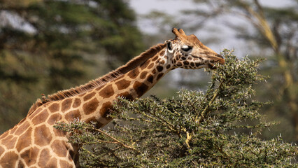 giraffe eating 