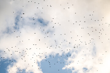 Flock of birds scattered across a cloudy sky