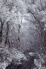 Picture of winter snowy weather. Freezing forest river with snow-covered trees during snowfall on a winter day