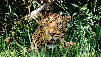 Leopard straight ahead