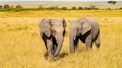 elephants in the savannah