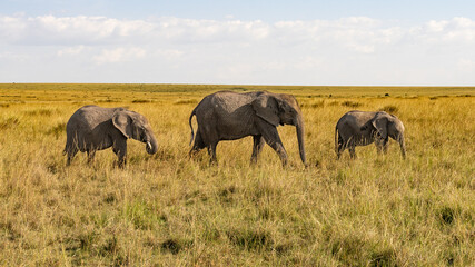 Fototapeta premium The three elephants