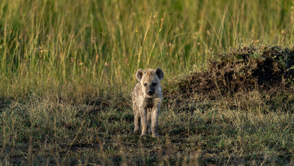 Lonely young hyena