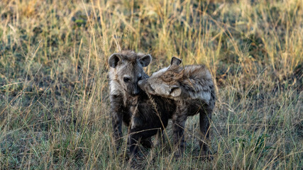 Hyena puppies playing together