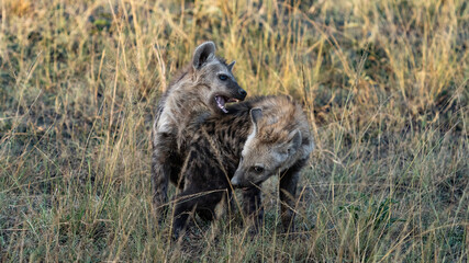 Hyena puppies playing