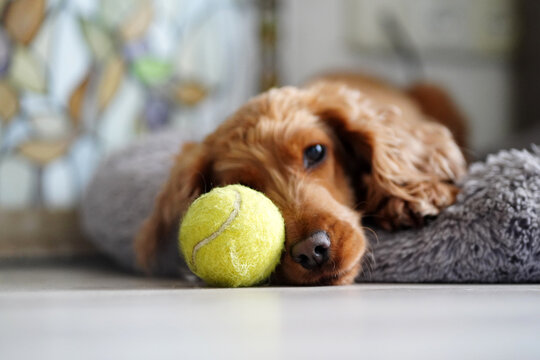 Photo of a red Spaniel dog lying on the parquet floor and gnawing a green tennis ball