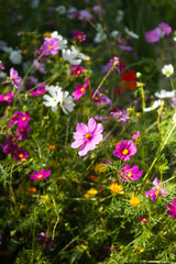 Fototapeta premium colorful cosmos flowers in full bloom, with shades of pink, purple, white, and yellow. The soft sunlight enhances the natural beauty of the wildflowers