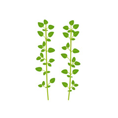 2D flat vector illustration thyme icon isolated on a white background.

