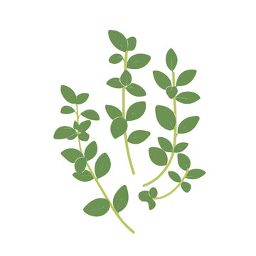 green thyme sprigs on white background clip art preview