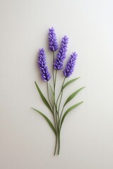 Obraz premium Vibrant purple lavender flowers on a plain background