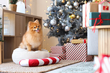 Cute Pomeranian dog with Christmas candy cane sitting on pouf at home