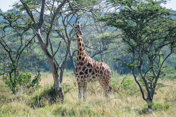 Giraffe is standing among the trees, gazing, Lake Mburo National Park, Uganda