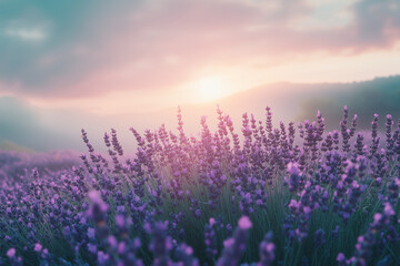 Aromatic Lavender Sprawling Across Field: Floral Farm in Bloom