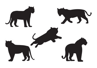 Set of Tiger Silhouettes. A collection of Tigers vector. Black Tiger Silhouettes Vector.