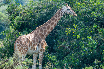 Giraffe is standing among the trees, gazing, Lake Mburo National Park, Uganda