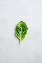 Fresh green leaf on a plain background