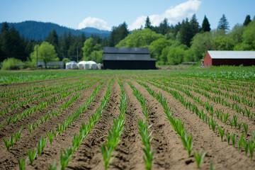 Obraz premium Hearty Barley Sprouting in Fields at Ingredient Growing Scene