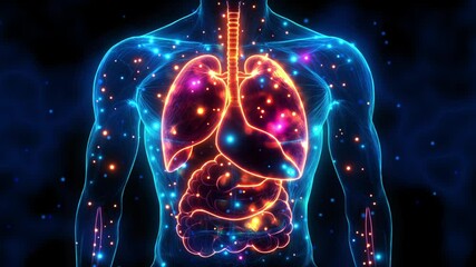 human anatomy illustration with internal organ on futuristic medical interface highlighting respiratory and digestive systems within transparent human body