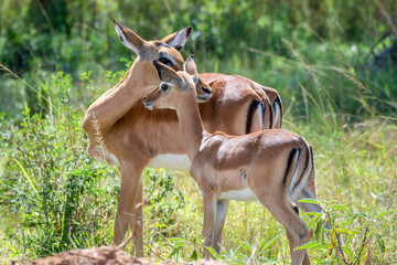 A herd of tommy antelopes stands peacefully, Lake Mburo National Park, Uganda