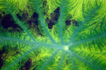 green leaf closeup