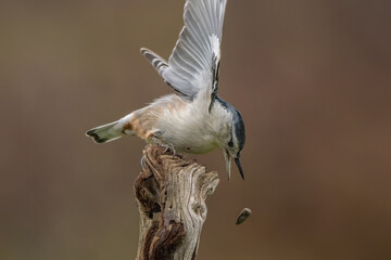 Fototapeta premium Nuthatch perched on a branch