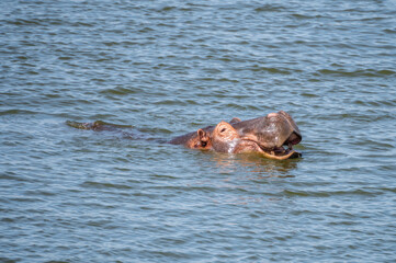 Fototapeta premium Hippo happily swimming in a vast body of water, Lake Mburo National Park, Uganda