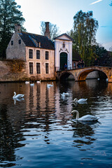 Swan lake in Brugge, Belgium