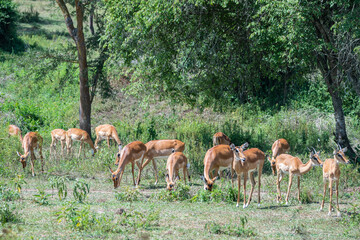 A herd of tommy antelopes stands peacefully, Lake Mburo National Park, Uganda