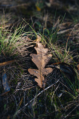 autumn leaves on the ground