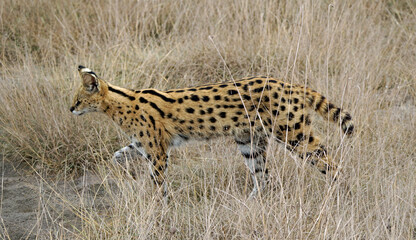 African Serval in the Serengeti