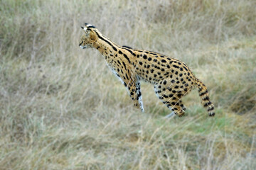 African Serval in the Serengeti