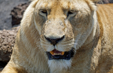 Fototapeta premium male and female lion lying in the savanna gras