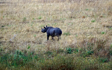 rhino in the serengeti savanna
