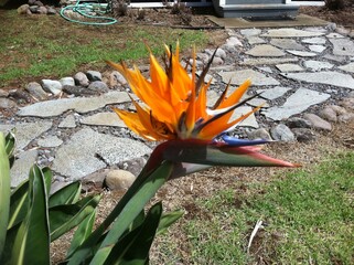 A scenic view of a coastal area with palm trees, a pedestrian pathway, and a Bird of Paradise flower