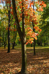 Autumn trees and leaves foliage, Kosutnjak park in Belgrade, Serbia