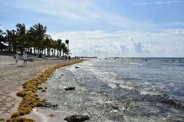 A tranquil coastal scene showcasing a sandy beach with scattered seaweed, calm waves reflecting the sunlight, and palm trees in the distance.