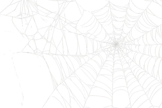 PNG Spider webs on a black background illustration invertebrate chandelier.