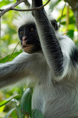 Obraz premium zanzibar colobus monkey (Piliocolobus kirkii)