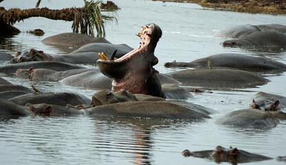 large group of hippos at a pond