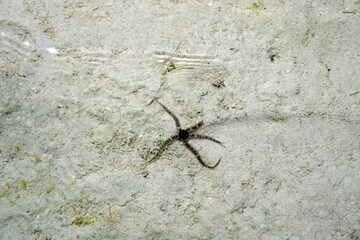 brittle star at the coast of zanzibar