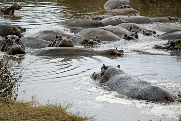 Fototapeta premium large group of hippos at a pond