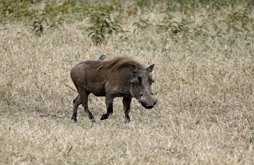 warthog in the serengeti savanna