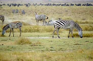 Obraz premium zebra in the serengeti park